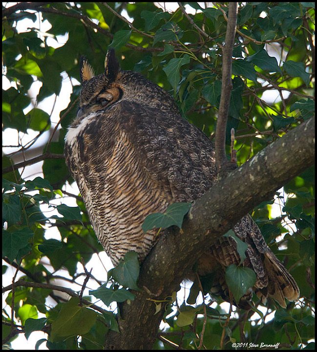 _1SB4074 great-horned owl.jpg